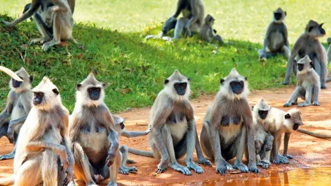 Affenbande-placeholder