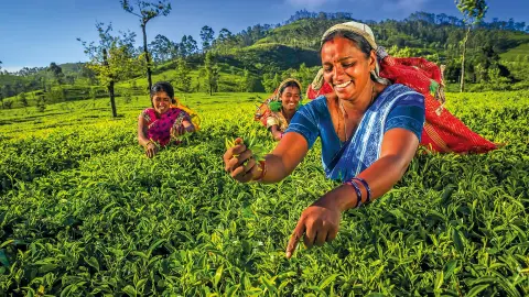 Teepflückerinnen auf Sri Lanka-placeholder