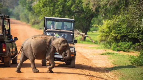 Jeep-Safari im Yala-Nationalpark-placeholder
