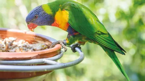 6824-25_Teneriffa_Unser_Sonnen-Hit_content_1920x1080px_papagei-loro-park-placeholder