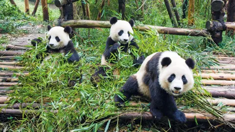TFU111-112_7282-7283_Tibet-25-26_content_1920x1080px_Pandas-placeholder