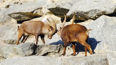 Alpenzoo (zubuchbar)-placeholder