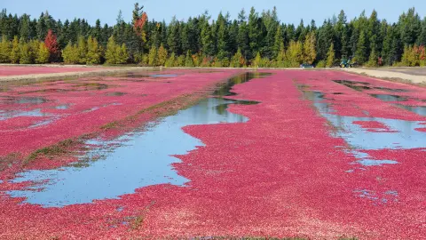 Cranberry ernte-placeholder