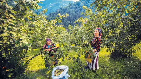 Haselnussplantage-placeholder