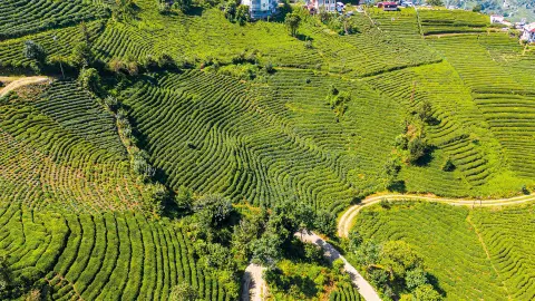 Teeplantage in der Region Rize-placeholder