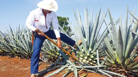 CUN111_Viva-Mexiko_content_1920x1080px_agave-anbau-placeholder