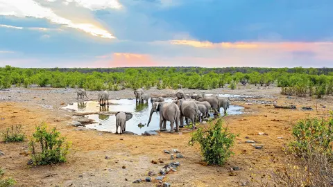 7217-7218_Namibia_content_1920x1080px_Elefanten_Etosha-National-Park-placeholder