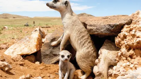 7217-7218_Namibia_content_1920x1080px_Erdmaennchen-placeholder