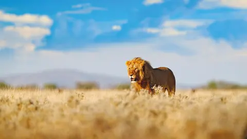 7217-7218_Namibia_content_1920x1080px_Loewe-placeholder