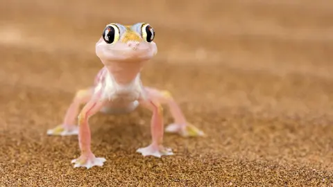 7217-7218_Namibia_content_1920x1080px_Namibgecko-placeholder