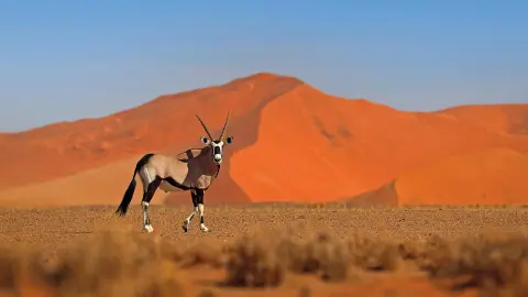 7217-7218_Namibia_content_1920x1080px_Oryxantilope_Sossusvlei-placeholder