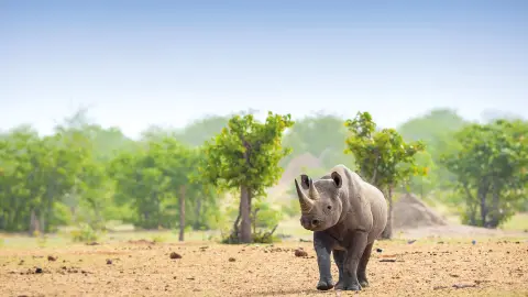 7217-7218_Namibia_content_1920x1080px_Spitzmaulnashorn-placeholder