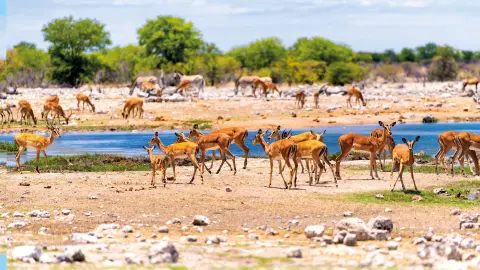 7217-7218_Namibia_content_1920x1080px_wasserloch_etosha-placeholder