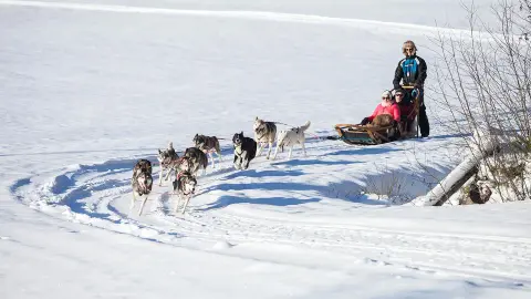 Schlittenfahrt mit Huskys-placeholder