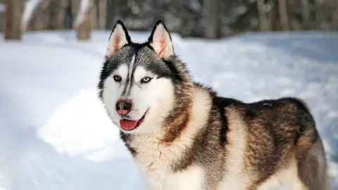 Husky im Schnee-placeholder