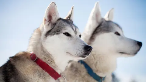 Zwei Huskys in Finnland-placeholder