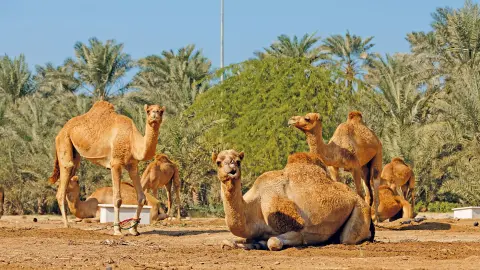 MCT114_115_7253+7254_Wunderstaedte-&-Wuestenzauber_Kamel_Farm_Dubai-placeholder