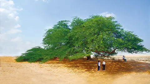 MCT114_115_7253+7254_Wunderstaedte-&-Wuestenzauber_baum-des-lebens.jpg-placeholder