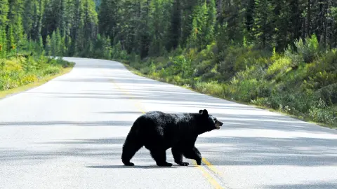 7033_Traummhaftes_Kanada_content_1920x1080px_Bär-zu-Fuß-placeholder