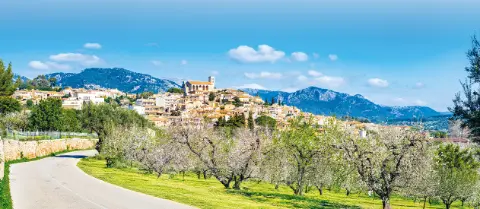 Zauberhafte Mandebluete auf Mallorca trendtours Reise-placeholder