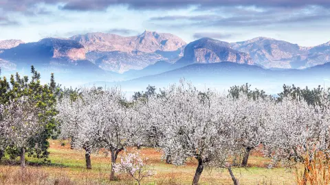 PMI111_zauberhafte-Mandebluete-Mallorca_content_1920x1080px_almond-trees_mallorca-placeholder