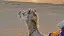 Magisches-Indien_Kamel_2-placeholder