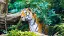 Malaysia & Singapur Malaysia-Tiger-placeholder