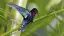 Blütenzauber auf Madeira Bunte Tierwelt-placeholder