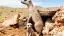 5893-94_Namibia_content_1920x1080px_Erdmaennchen-placeholder