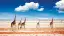 5893-94_Namibia_content_1920x1080px_giraffen_kalahari-placeholder