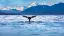 6607-08_Kanadas-Westen_content_1920x1080px_whale_Juneau-placeholder