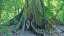 6831_Costa-Rica_content_1920x1080px_Riesenbaum-im-tropischen-Regenwald-placeholder