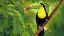 6831_Costa-Rica_content_1920x1080px_Toucan-placeholder